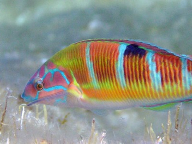 Snorkeling Départ en bateau avec E Ragnole à  Ajaccio