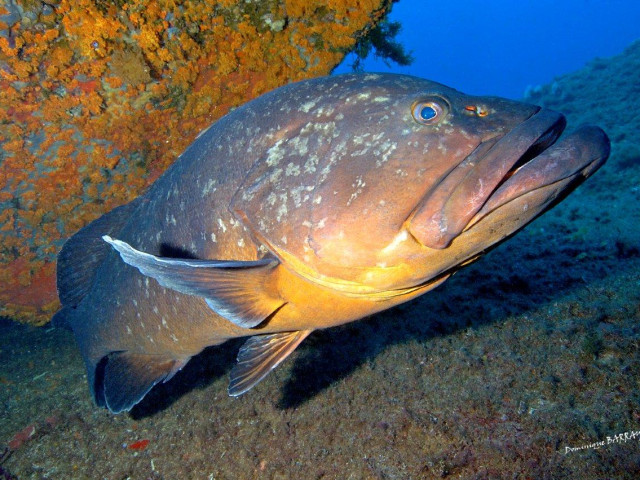 2 plongées autonomes sur épave avec Costa Verde Loisirs à Santa Maria Poggio