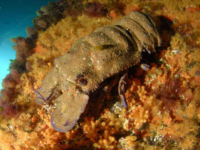2 plongées autonomes sur épave avec Costa Verde Loisirs à Santa Maria Poggio