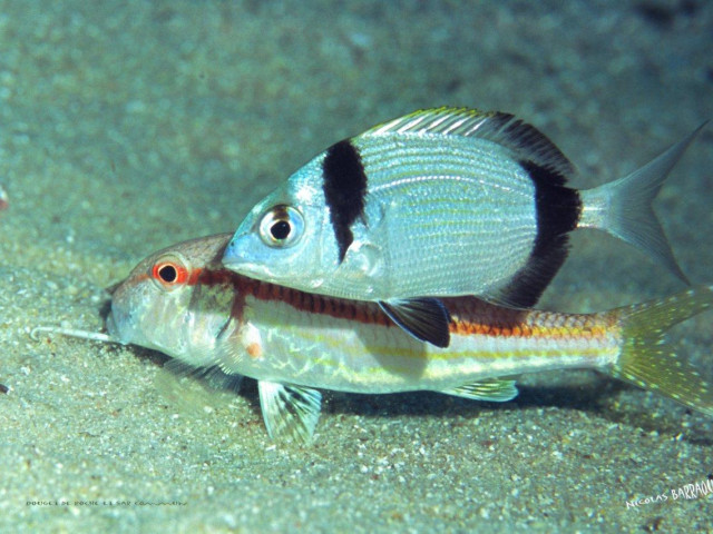 1 baptême de plongée Costa Verde Loisirs à Santa-maria-poggio