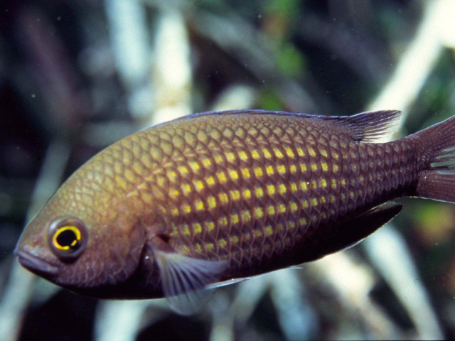 1 baptême de plongée Costa Verde Loisirs à Santa-maria-poggio