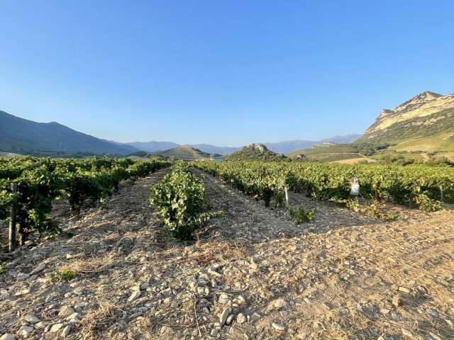 Balade et dégustation du Domaine Mlle D à Patrimonio