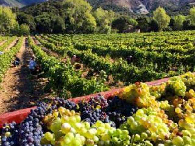 Balade et dégustation avec planche de charcuterie et fromage au Domaine Mlle D à Patrimonio pour 2 personnes