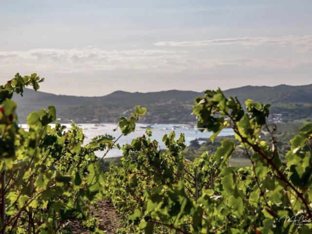 Visite des caves et dégustation au Domaine Zuria à Bonifacio pour 1 personne