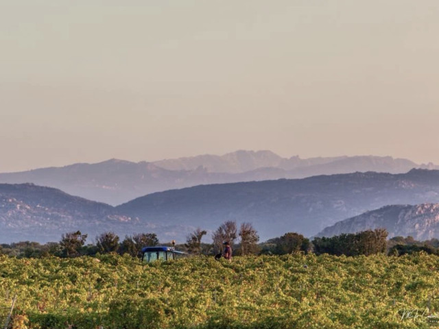 Visite des caves et dégustation au Domaine Zuria à Bonifacio pour 1 personne