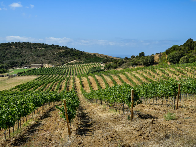 Visite et dégustation du Clos Colonna à Sartène