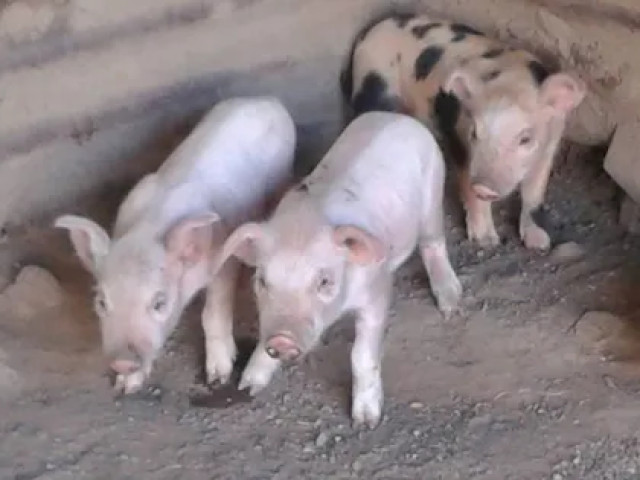 1 nuit dans un ancien couvent grec, ferme avec piscine à Cargèse avec Kiffemu