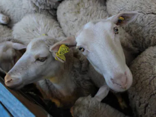 1 nuit dans un ancien couvent grec, ferme avec piscine à Cargèse avec Kiffemu