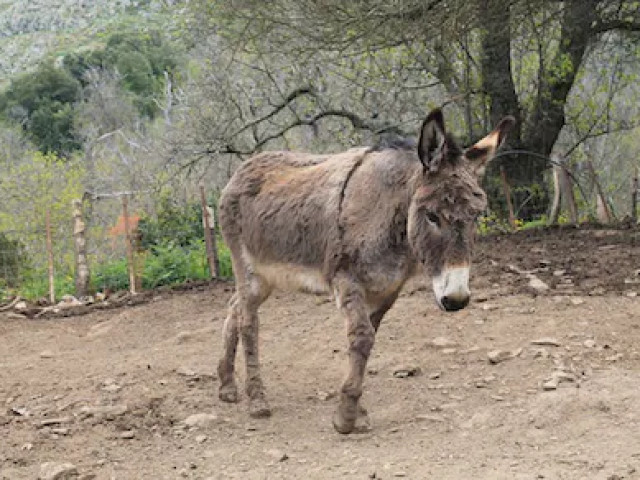 Repas à la ferme dans une châtaigneraie à Murato avec Kiffemu