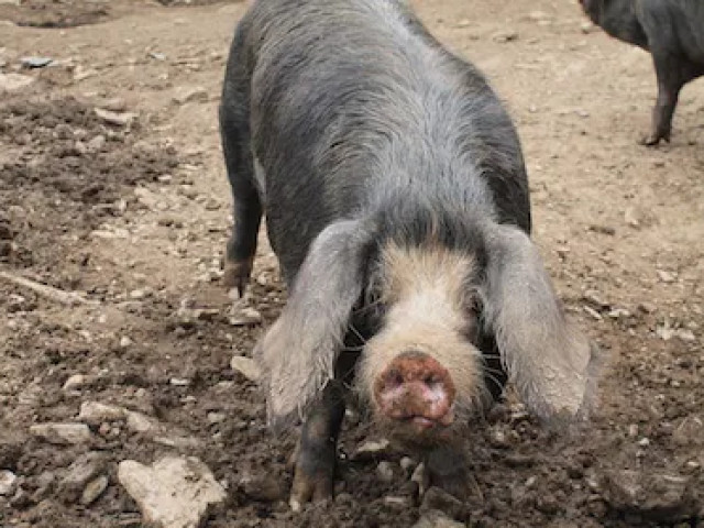 Repas à la ferme dans une châtaigneraie à Murato avec Kiffemu