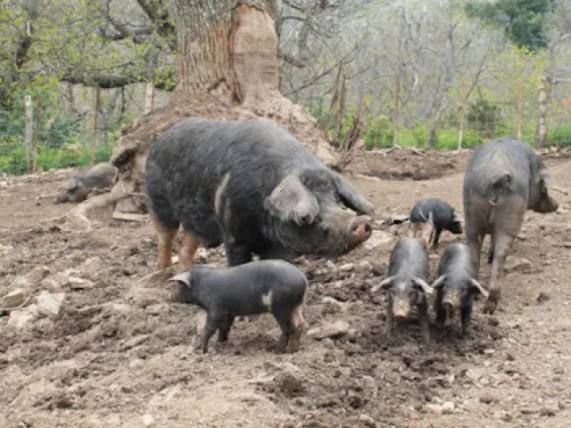 Repas à la ferme dans une châtaigneraie à Murato avec Kiffemu