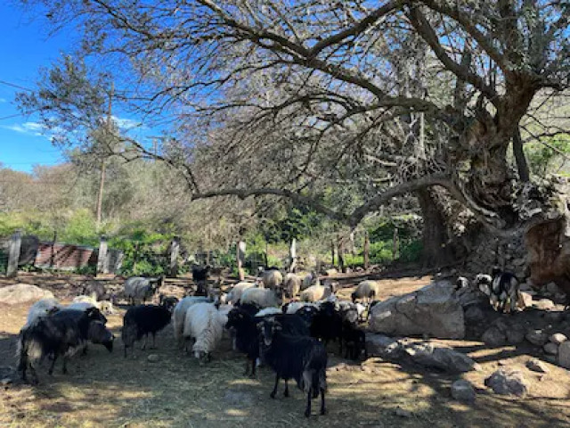 Visite et repas dans une exploitation de brebis dans la plaine du Reginu avec Kiffemu