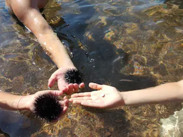 Location de différents paddles à Porto-Vecchio avec Kiffemu
