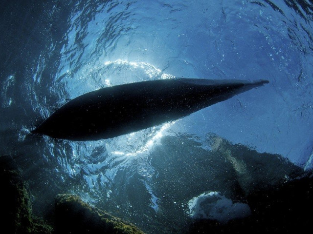 Location de différents paddles à Porto-Vecchio avec Kiffemu