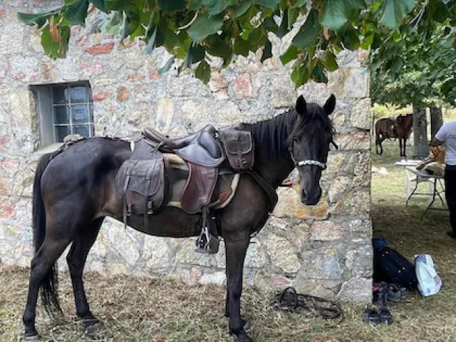 Balade à cheval de 1h ou 1h30 avec une guide-chanteuse à Serra di Ferro avec Kiffemu