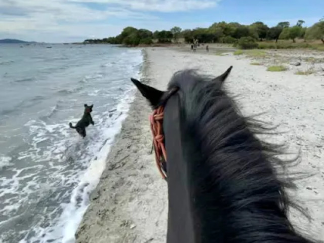Balade à cheval de 1h ou 1h30 avec une guide-chanteuse à Serra di Ferro avec Kiffemu