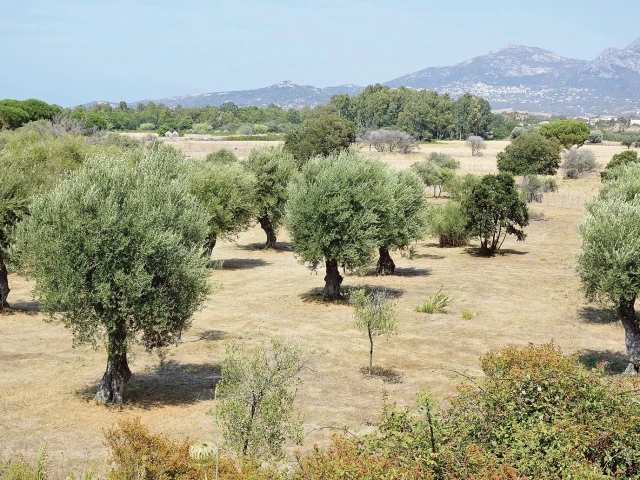 Balade à cheval de 1h ou 1h30 avec une guide-chanteuse à Serra di Ferro avec Kiffemu