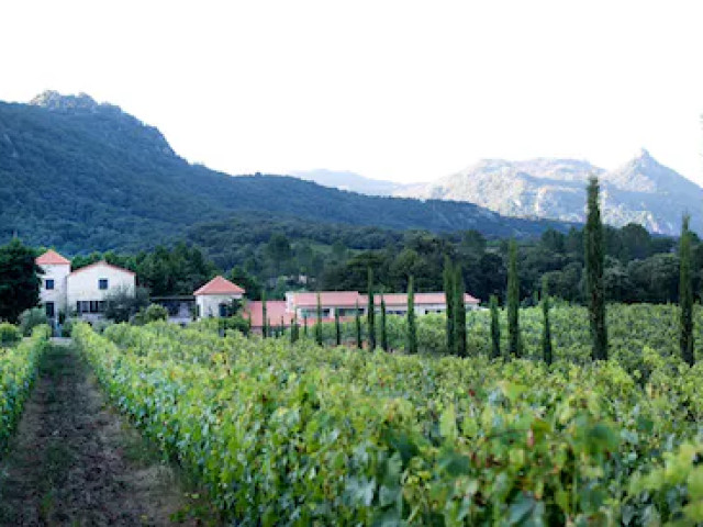 Visite et dégustation dans un domaine viticole à Sartène avec Kiffemu