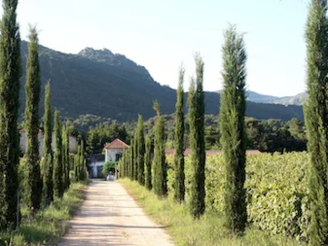 Visite et dégustation dans un domaine viticole à Sartène avec Kiffemu
