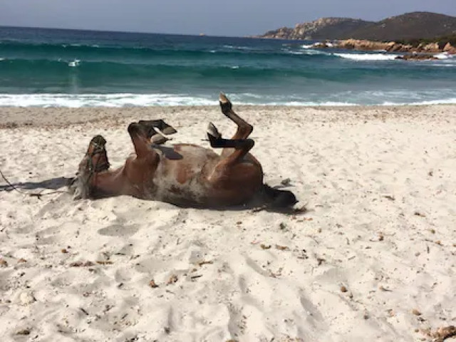 Balade à cheval de 3h30 sur un site préhistorique à Sartène avec Kiffemu