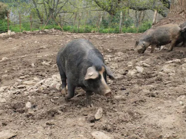 Balade et repas à la ferme dans une châtaigneraie à Murato avec Kiffemu
