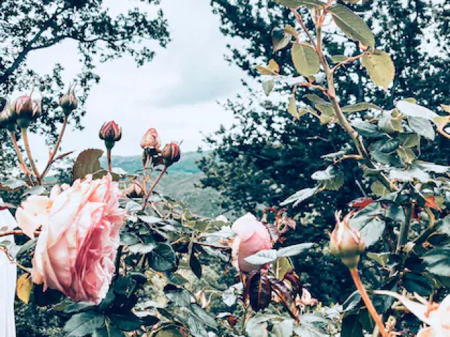 1 nuit dans une tiny house avec baignoire extérieure à Murato avec Kiffemu