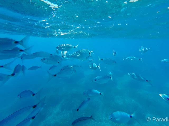 Balade de 45 min en semi sous-marin en groupe à Porto avec Kiffemu