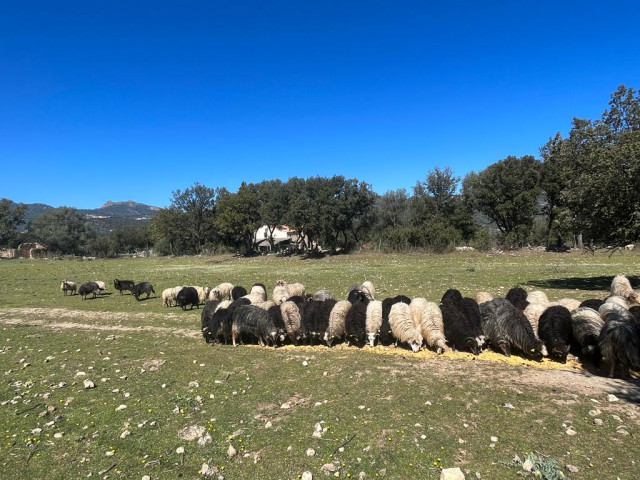 Visite et repas dans une exploitation de brebis pour 4 à Reginu avec Kiffemu