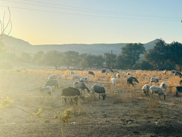 Visite et repas dans une exploitation de brebis pour 4 à Reginu avec Kiffemu