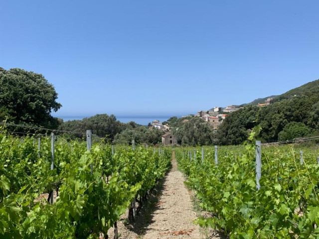 Excursion, visite et dégustation dans un domaine de Morsiglia avec Kiffemu