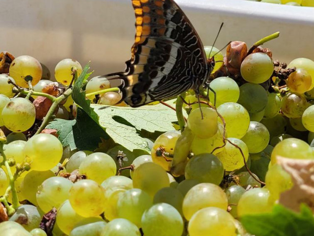 Excursion, visite et dégustation pour 4 dans un domaine de Morsiglia avec Kiffemu