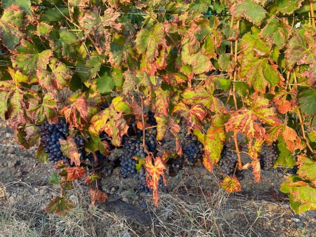 Excursion, visite et dégustation pour 4 dans un domaine de Morsiglia avec Kiffemu