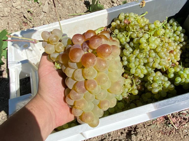 Excursion, visite et dégustation pour 4 dans un domaine de Morsiglia avec Kiffemu