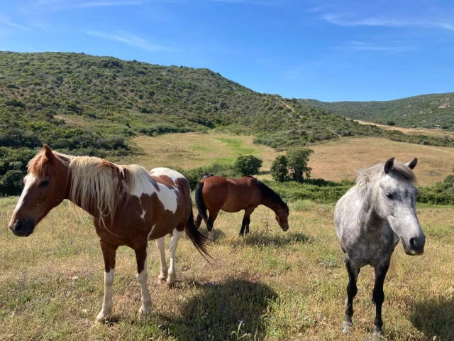 Balade à cheval de 1h pour 3 personnes à Serra-di-Ferro avec Kiffemu