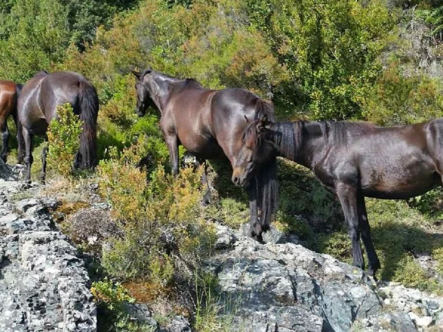 Balade à cheval de 2h pour 2 personnes à Serra di Ferro avec Kiffemu