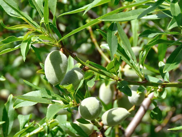 Repas à la Casa Musicale à Pigna