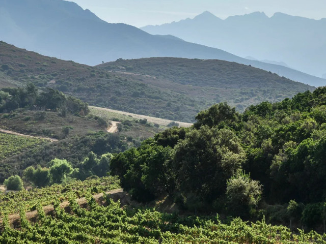 Visite et dégustation de vins au Domaine Comte Peraldi à Ajaccio