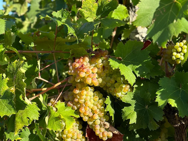 Visite et dégustation de vins au Domaine Comte Peraldi à Ajaccio pour 4
