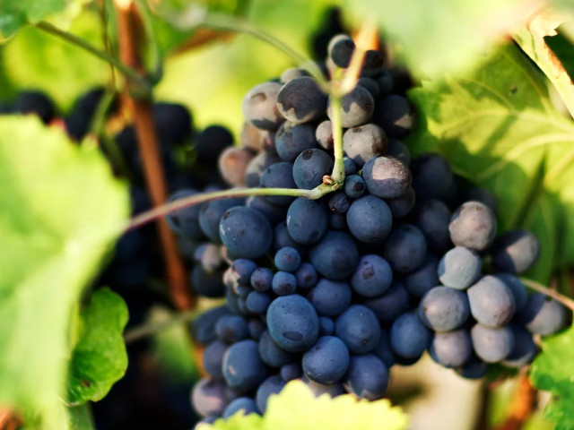 Visite et dégustation de vins au Domaine Comte Peraldi à Ajaccio pour 4