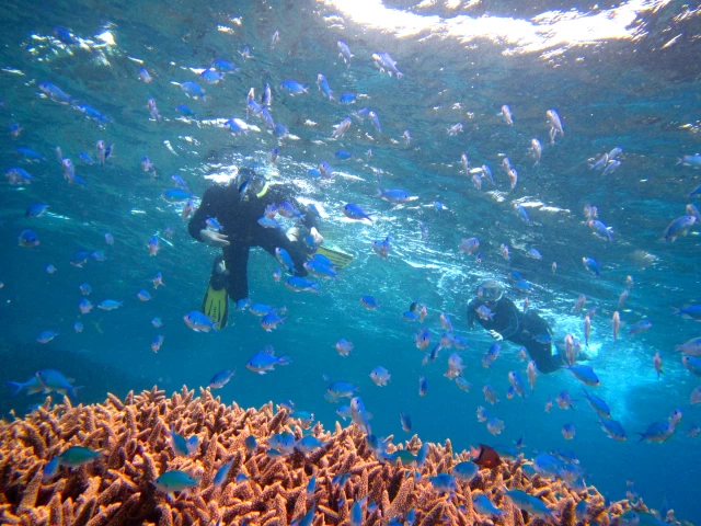 1 snorkeling au club Hippocampe Plongée à Calvi