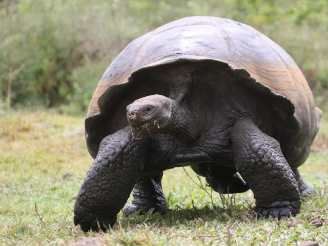 3 entrées au parc A Cupulatta à Ajaccio