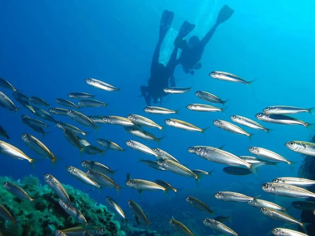 1 randonée palmée pour 1 personne avec Corsica Sub à Bastia